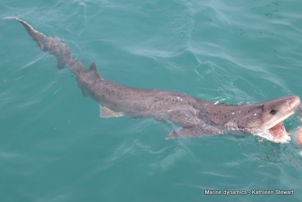 7-Gill shark, South Africa